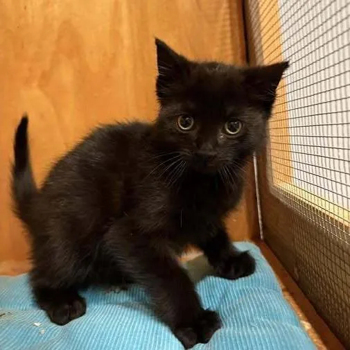 A baby small-sized male Black Domestic Short Hair cat named Arthur for adoption in Long Island City, NY