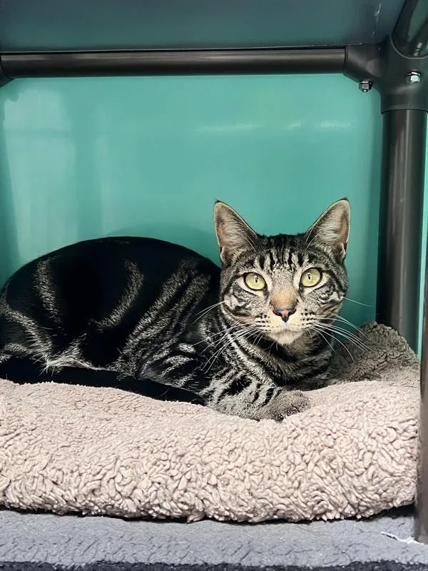 A young small-sized male Domestic Short Hair cat named Jasper for adoption in Novato, CA