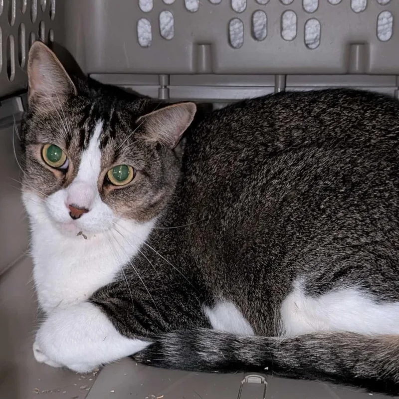 An adult large-sized male Brown / Chocolate Domestic Short Hair cat named Toast for adoption in Fredericksburg, VA
