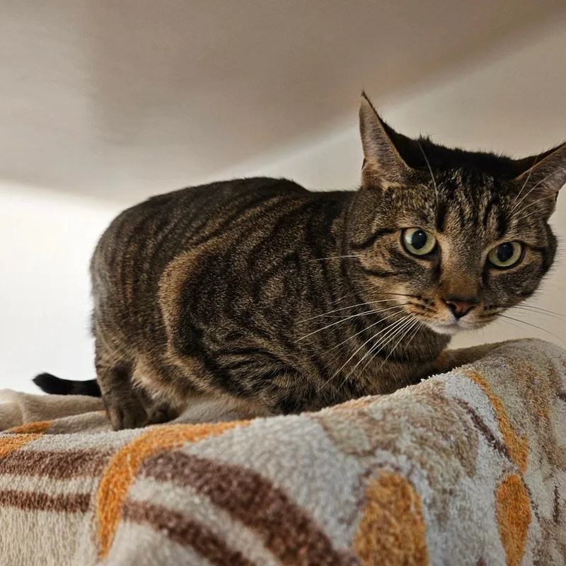 Meatball thumbnail 2