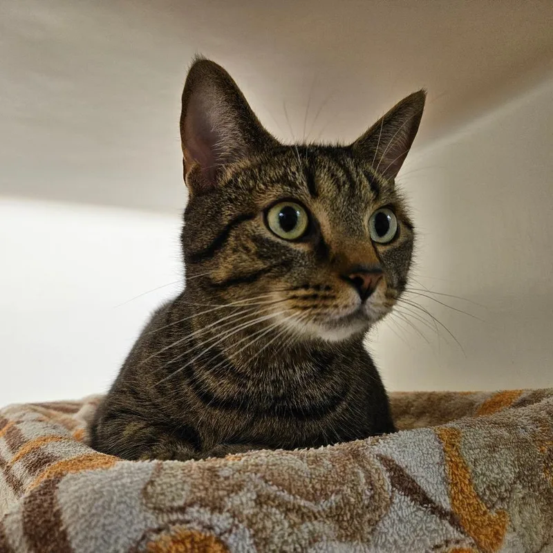 Meatball thumbnail 3