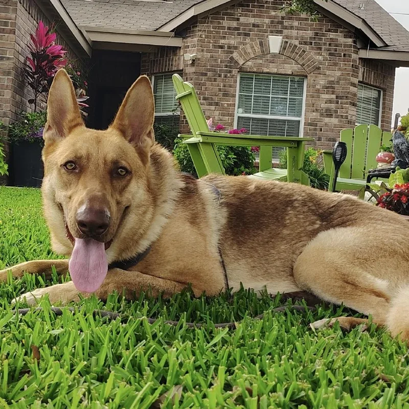 A young large-sized male Golden German Shepherd Dog dog named Napoleon for adoption in Cedarburg, WI