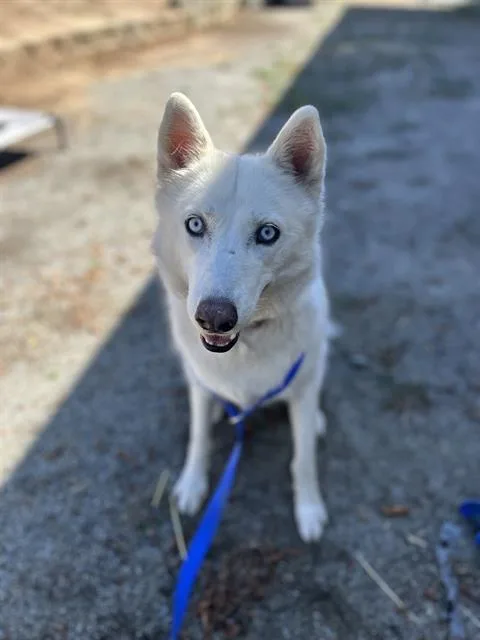 A young medium-sized female Siberian Husky dog named Leia for adoption in Chula Vista, CA