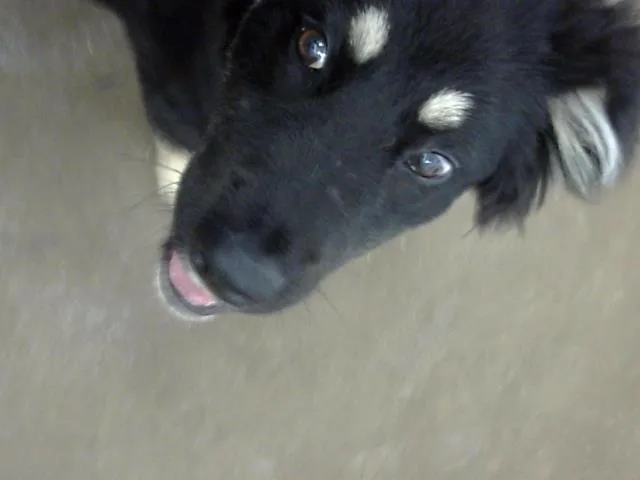 A baby large-sized female Mixed Breed dog named Jynx for adoption in Dallas, TX