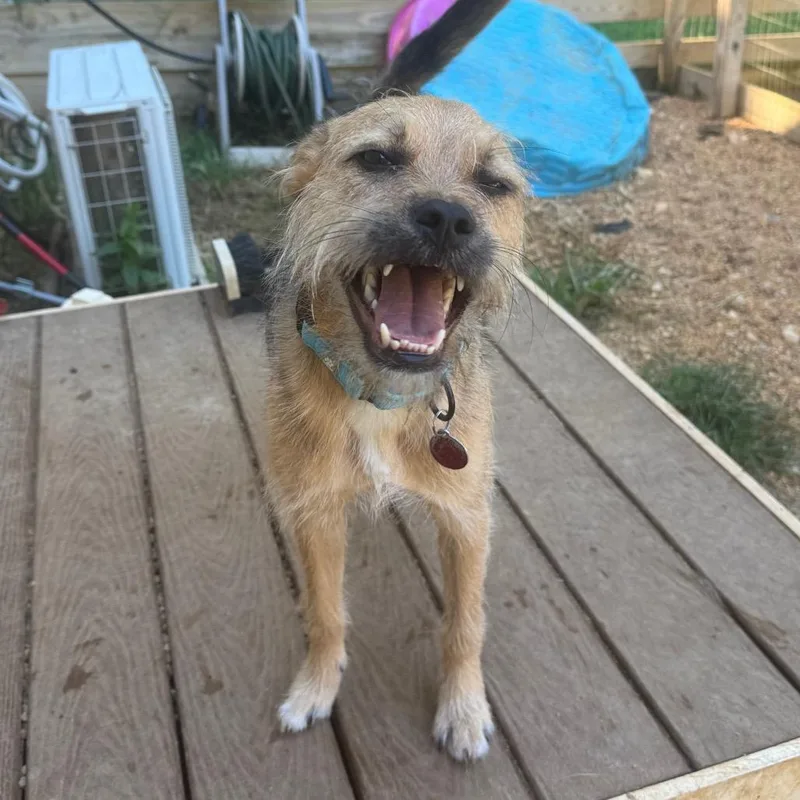 A young medium-sized female Brown / Chocolate Terrier dog named Inzee for adoption in Fredericksburg, VA