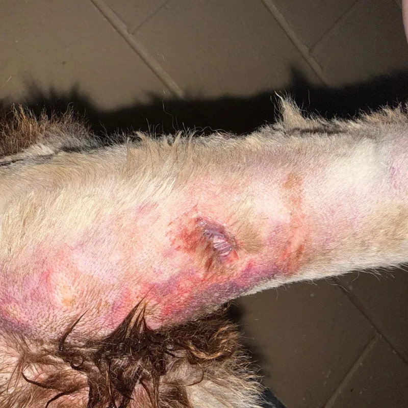 An adult medium-sized male Brown / Chocolate Chow Chow dog named Bj for adoption in Monroeville, AL