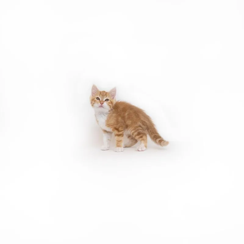 A baby small-sized male Orange / Red Domestic Short Hair cat named Leonard for adoption in Playa Vista, CA