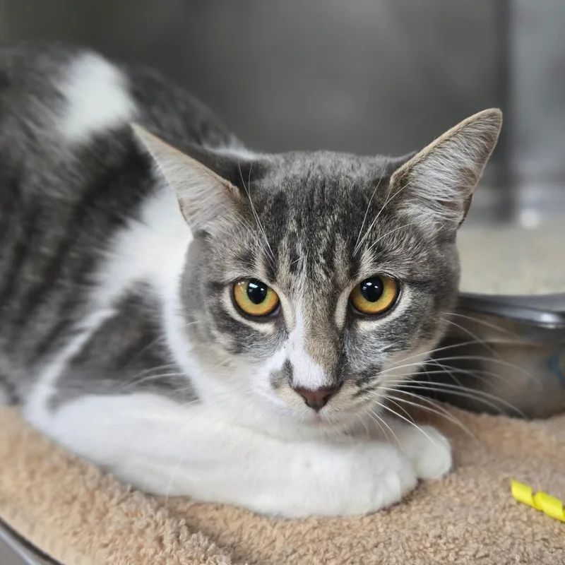 A young medium-sized female Domestic Short Hair cat named Elowen for adoption in San Jacinto, CA