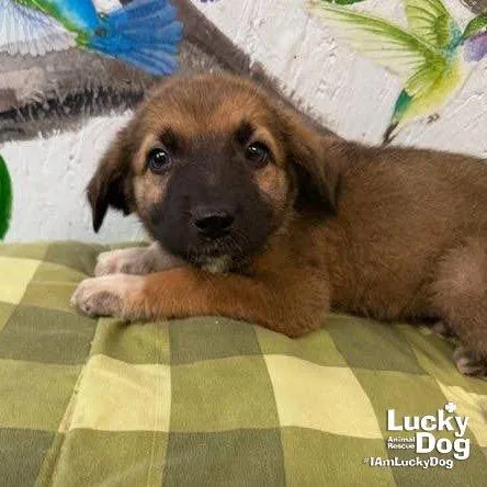 A baby medium-sized male Husky dog named Runt for adoption in Washington, DC