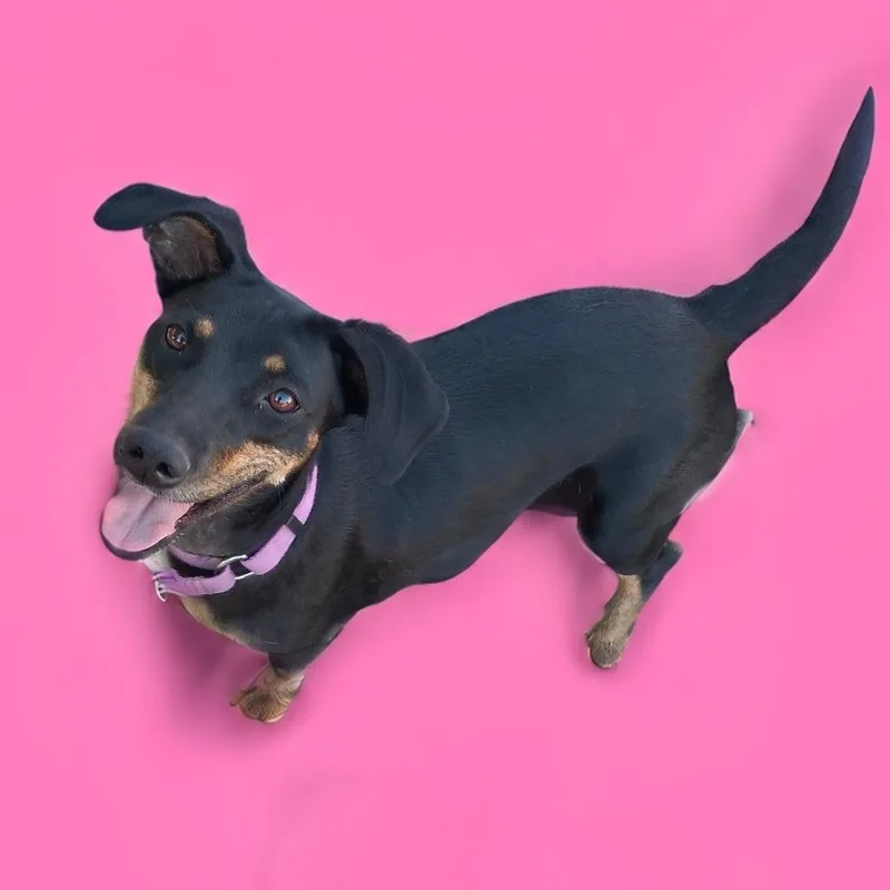 Reeses thumbnail 3