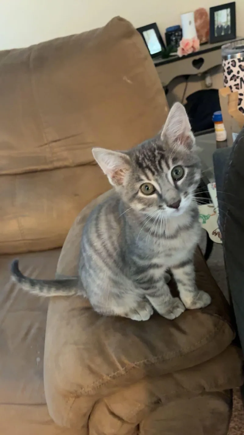 A baby medium-sized male Domestic Short Hair cat named Juno for adoption in Manhattan, KS