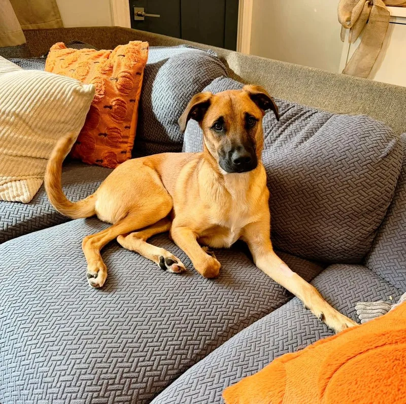 A young medium-sized male Rhodesian Ridgeback dog named Charlie AKA Birch for adoption in Norfolk, MA