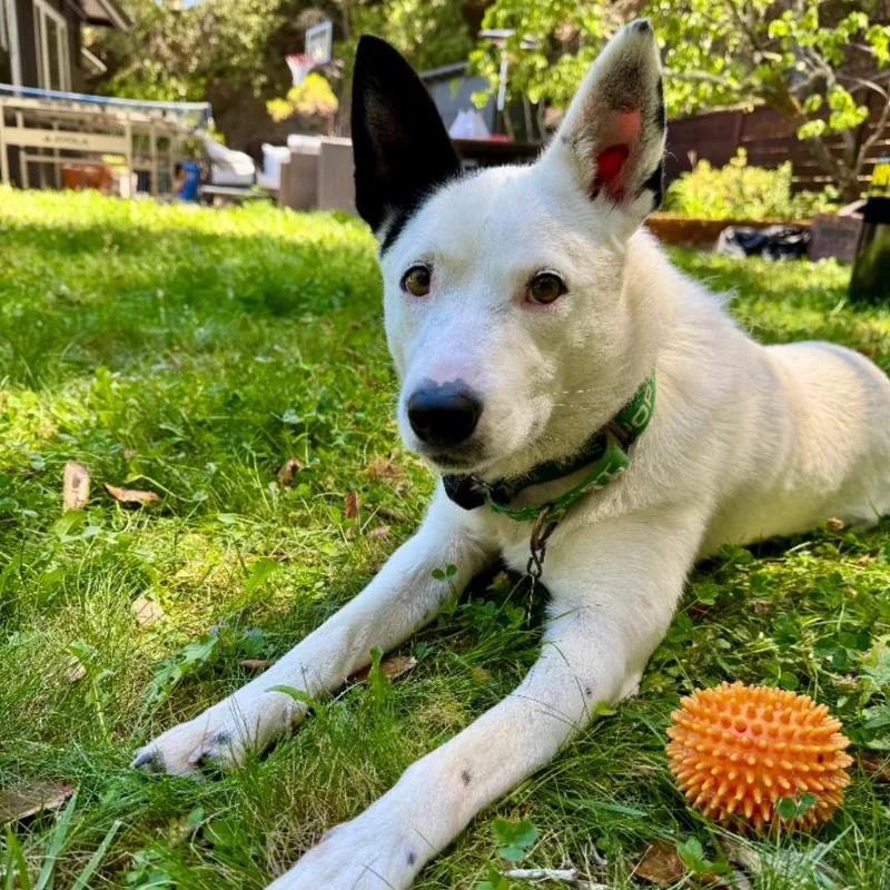 An adult medium-sized female White / Cream Australian Cattle Dog / Blue Heeler dog named Misty for adoption in Point Richmond, CA