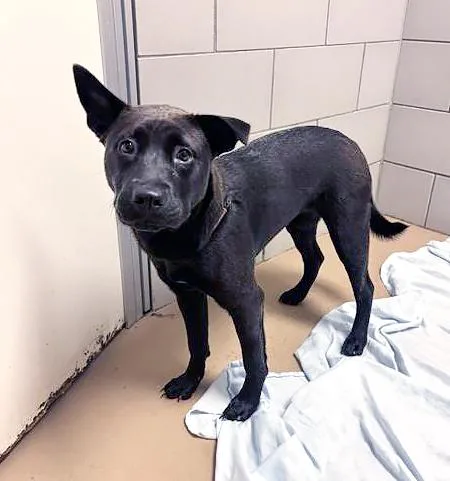 A young medium-sized female Black Mixed Breed dog named Arugulax for adoption in Nashville, TN