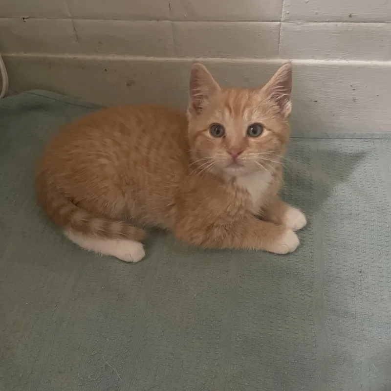 A baby small-sized male Domestic Short Hair cat named Tony for adoption in Troy, NY