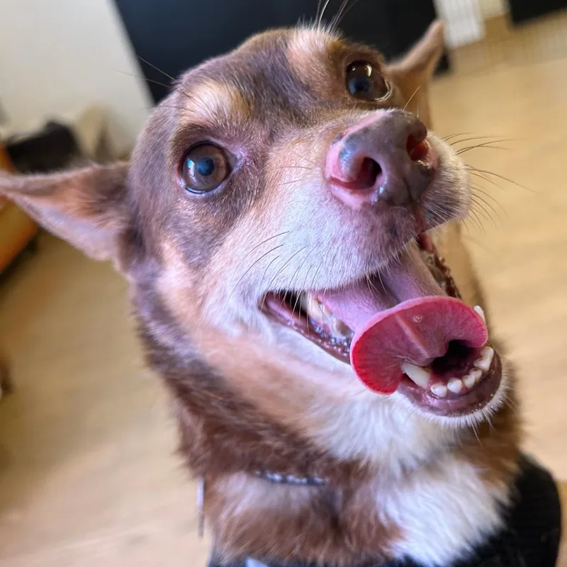 A senior small-sized male Terrier dog named Othello for adoption in San Francisco, CA