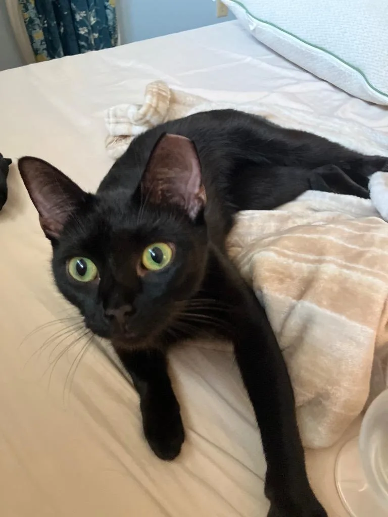 A young medium-sized female Domestic Short Hair cat named Lolita for adoption in San Antonio, TX