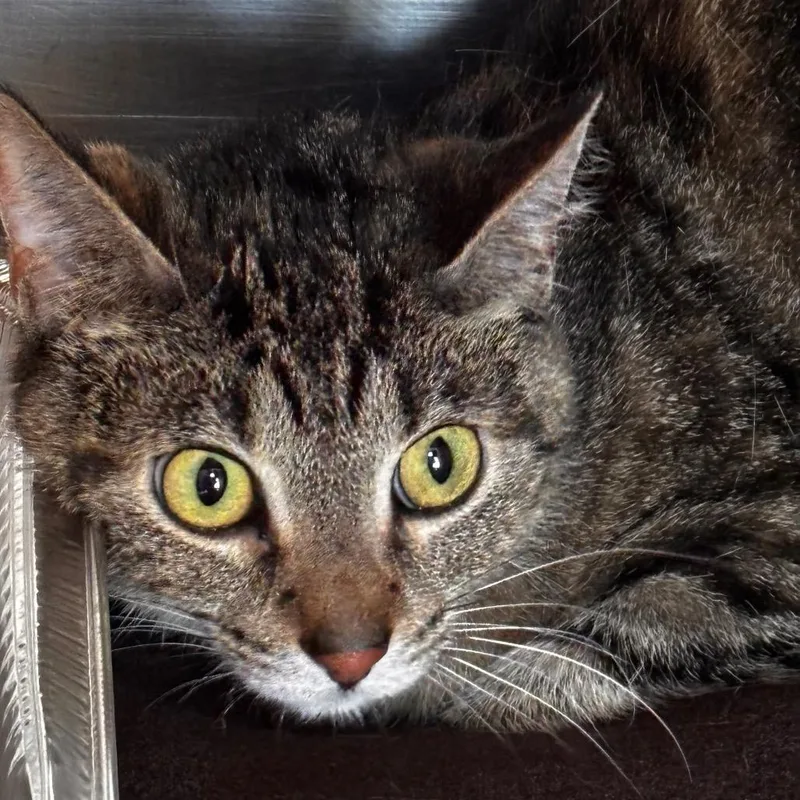 An adult medium-sized female Brown / Chocolate Domestic Short Hair cat named Chickadee for adoption in Matteson, IL