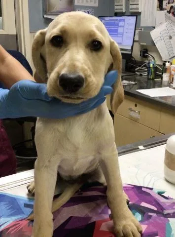 A baby small-sized female Labrador Retriever dog named Ollie for adoption in Riverside, CA
