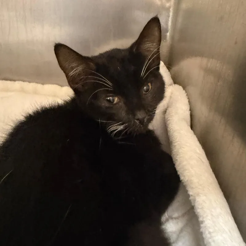 An adult small-sized male Black Domestic Medium Hair cat named Boogie for adoption in Winston-Salem, NC