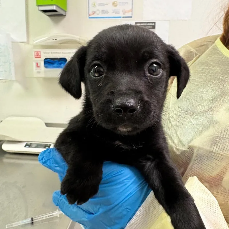 A young small-sized male Black Mixed Breed dog named Beanie Baby for adoption in Charleston, WV