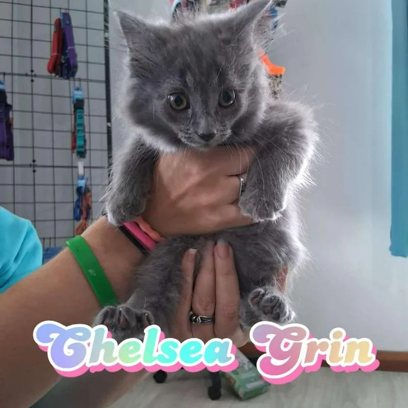 A baby small-sized female Domestic Long Hair cat named Chelsea Grin for adoption in Hillsboro, OH