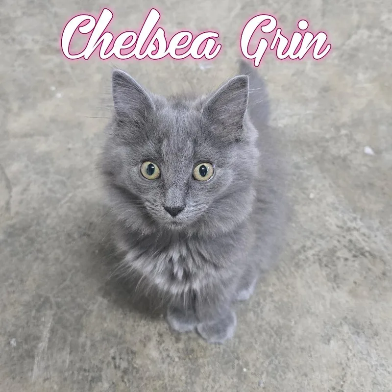 Chelsea Grin thumbnail 3