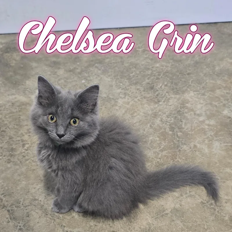 Chelsea Grin thumbnail 4