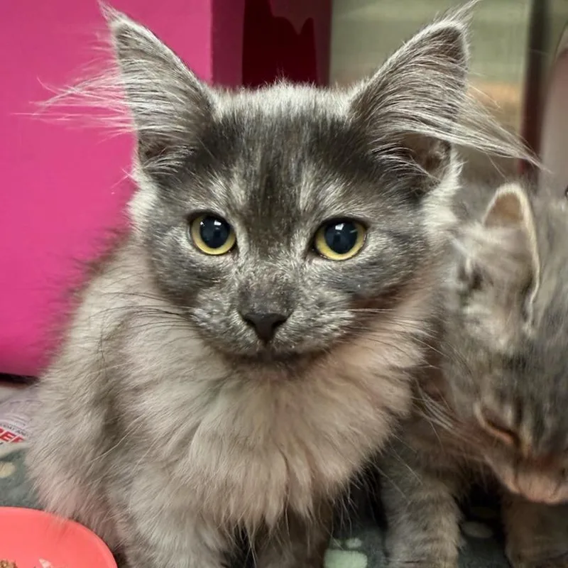 A baby small-sized female Black Domestic Long Hair cat named Tonka for adoption in Waukesha, WI