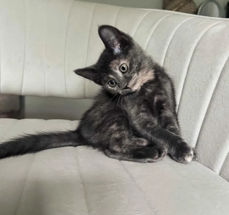 A baby small-sized female Domestic Short Hair cat named Mizu for adoption in Homer Glen, IL