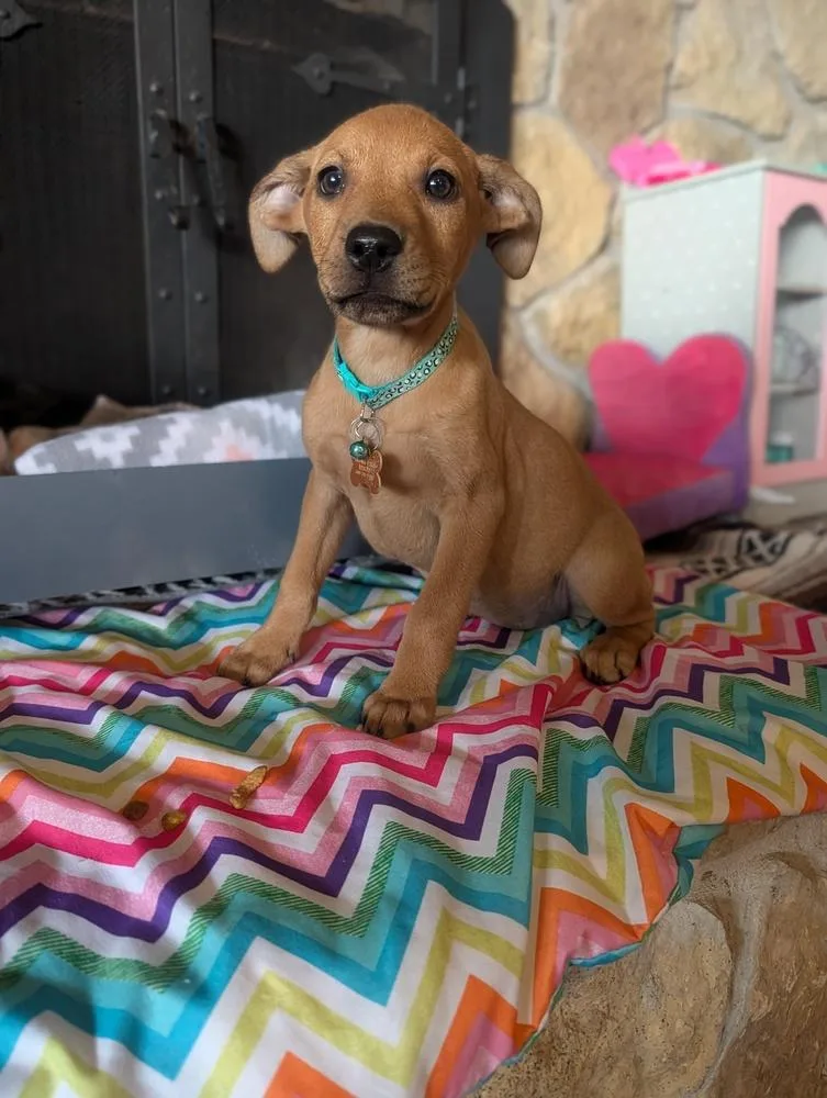 Lucy Lilac thumbnail 2