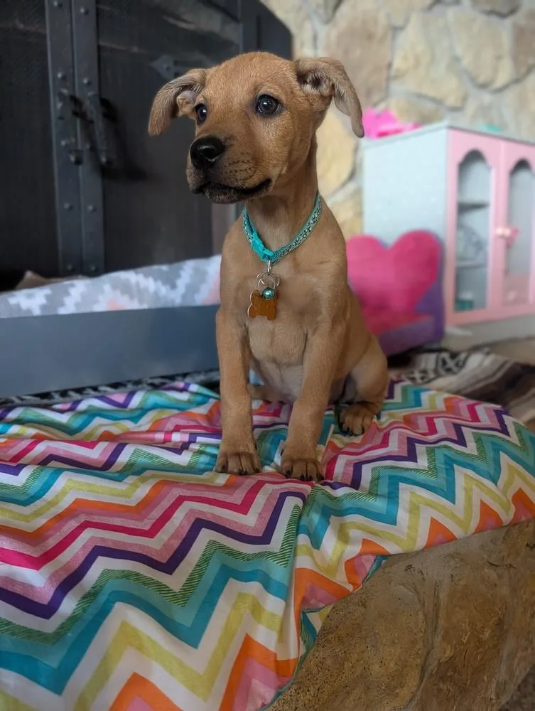 Lucy Lilac thumbnail 3