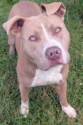 A young medium-sized male Pit Bull Terrier dog named Abraham for adoption in Akron, OH