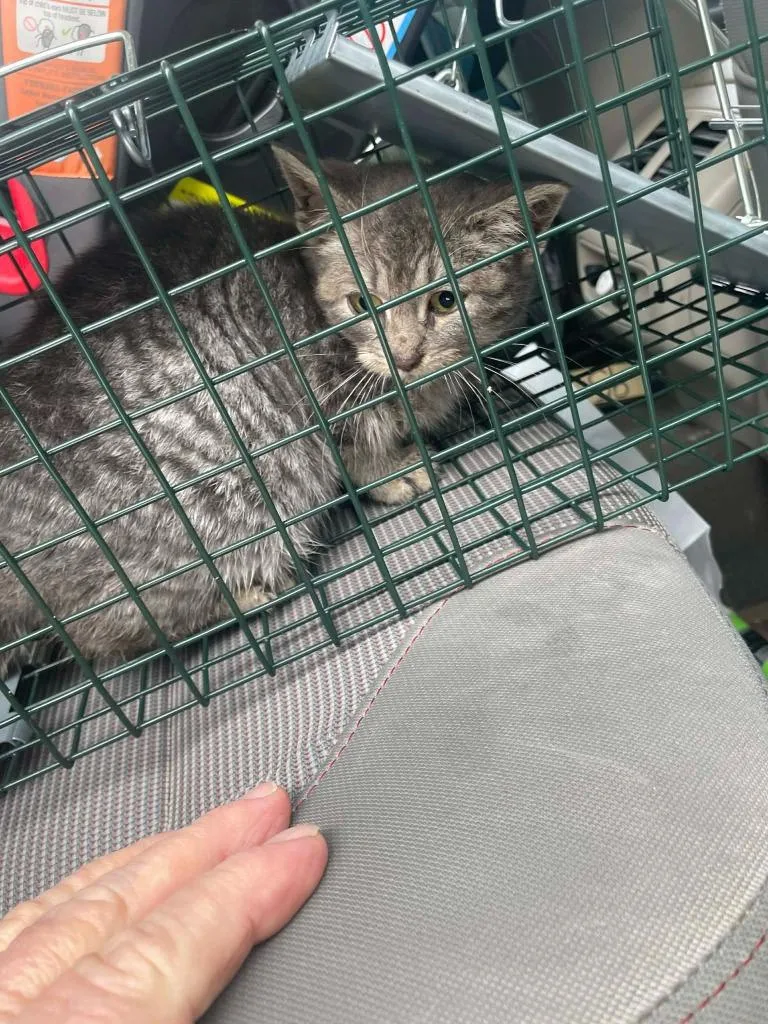 A baby small-sized female Domestic Short Hair cat named Skye for adoption in LIberty, NY