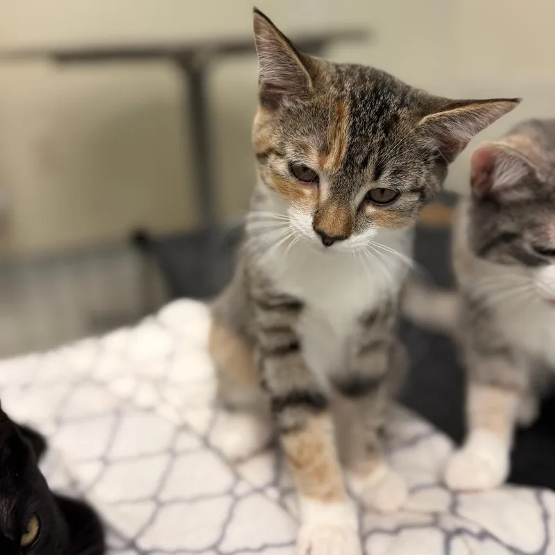 A baby small-sized female Torbie Domestic Short Hair cat named Rascal for adoption in Enfield, NH