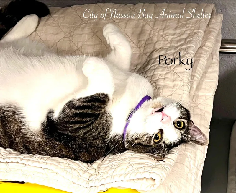 An adult large-sized male Domestic Short Hair cat named F Porky for adoption in Nassau Bay, TX