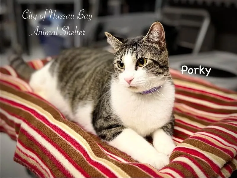 F Porky thumbnail 2
