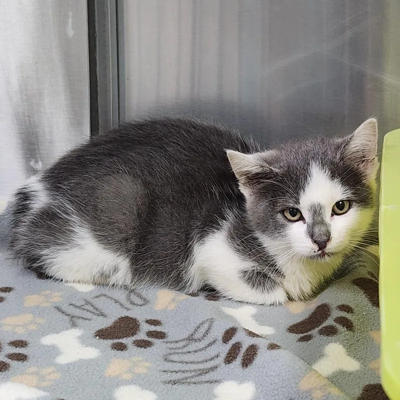 A baby small-sized female Gray / Blue / Silver Domestic Short Hair cat named Danger for adoption in Dixon, IL