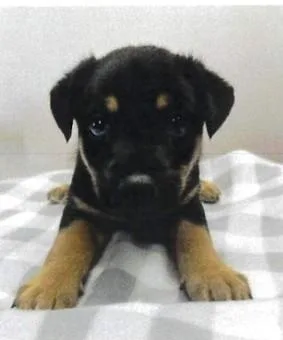 A baby small-sized male German Shepherd Dog dog named JL  Toucan for adoption in Vancouver, WA