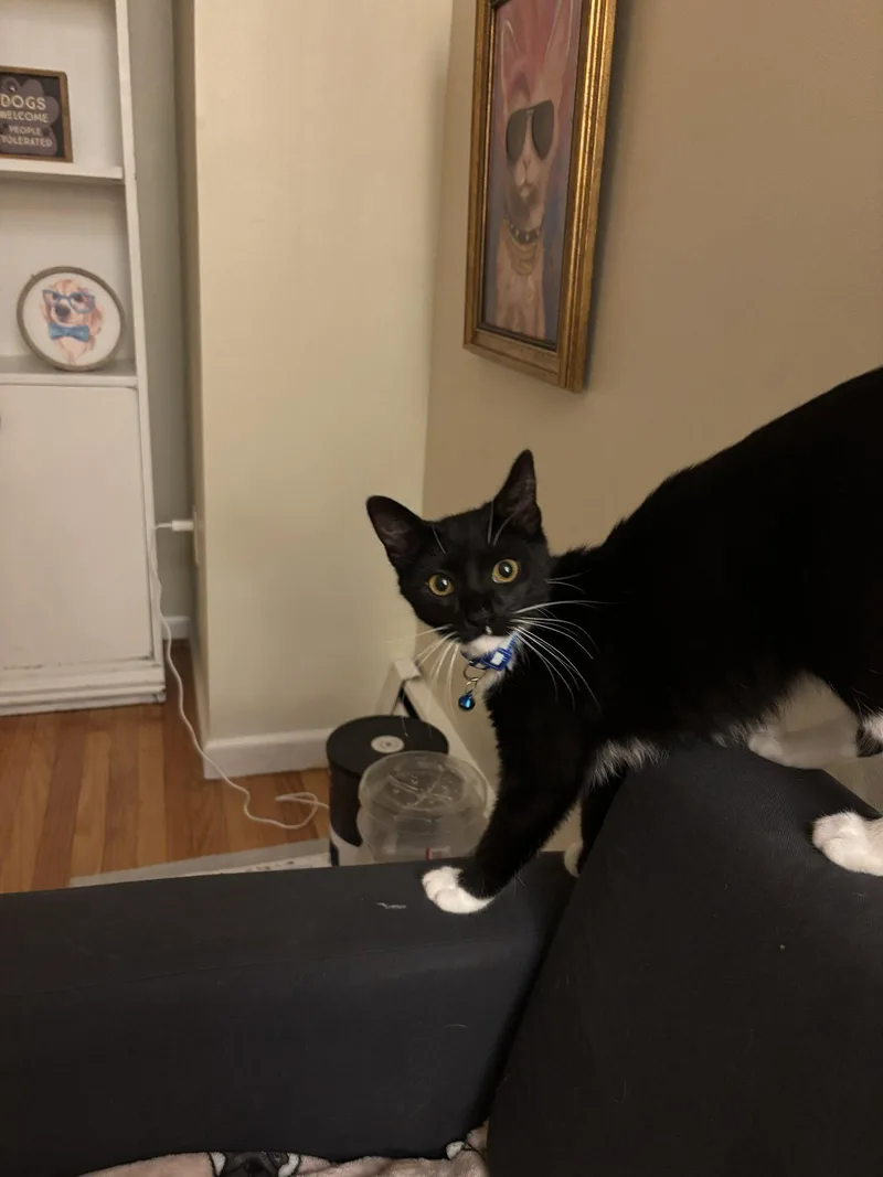 A baby medium-sized female Black & White / Tuxedo Domestic Short Hair cat named Pip for adoption in Coatesville, PA