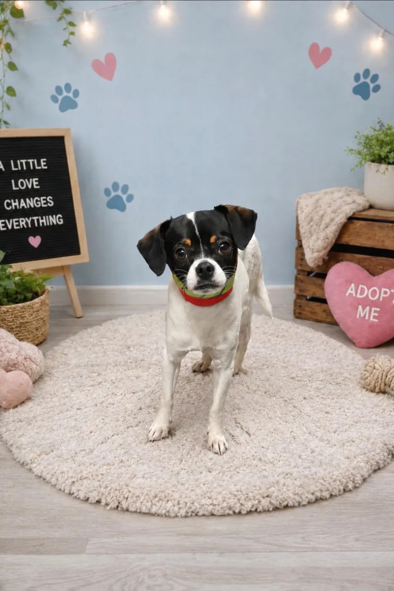 An adult small-sized male Chihuahua dog named Sancho for adoption in Waldorf, MD