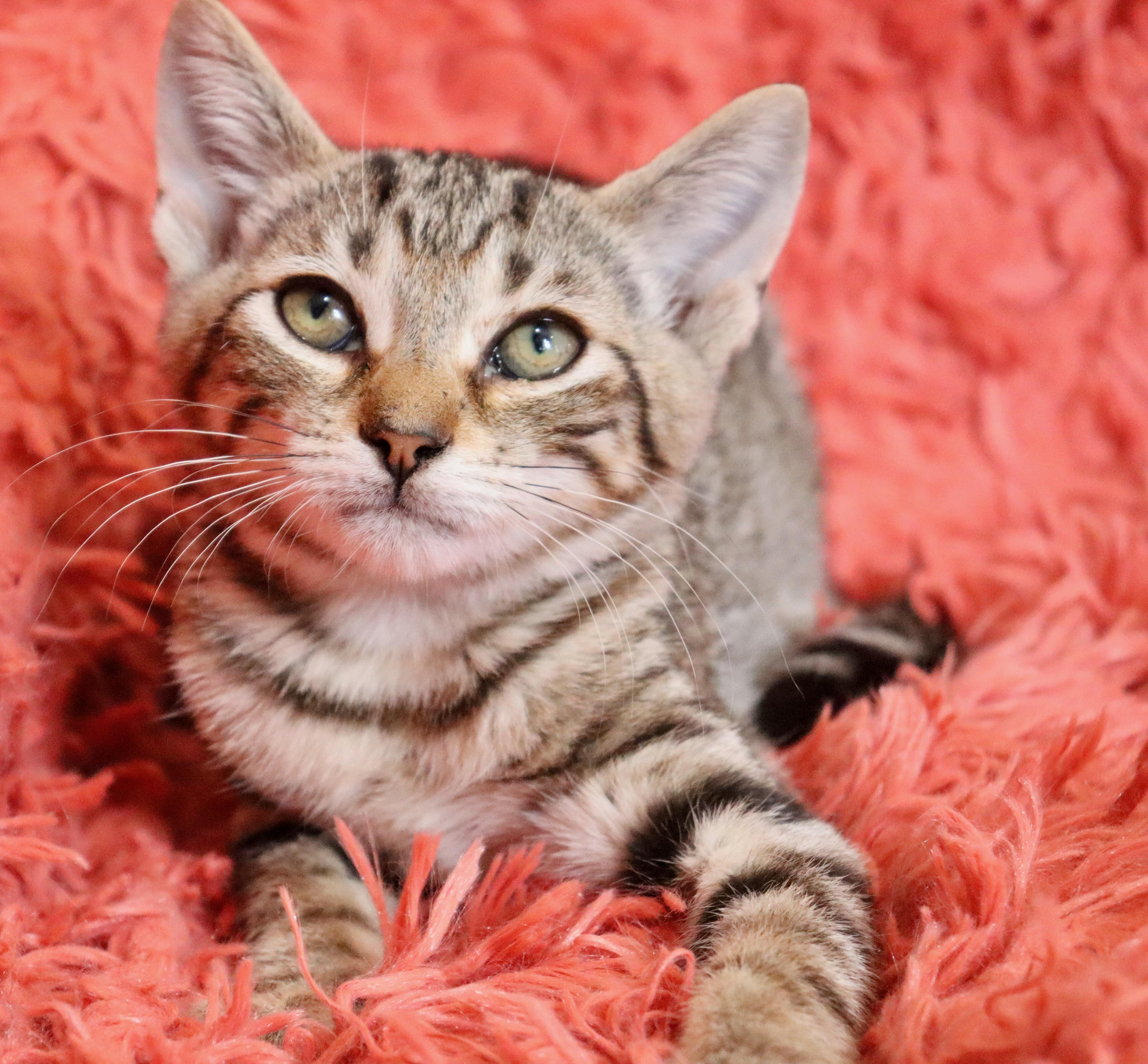 A baby medium-sized male Tabby (Buff / Tan / Fawn) Tabby cat named Shawn for adoption in Saint Augustine, FL