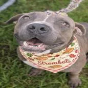 An adult large-sized male Gray / Blue / Silver Mixed Breed dog named Stromboli for adoption in Jacksonville, FL