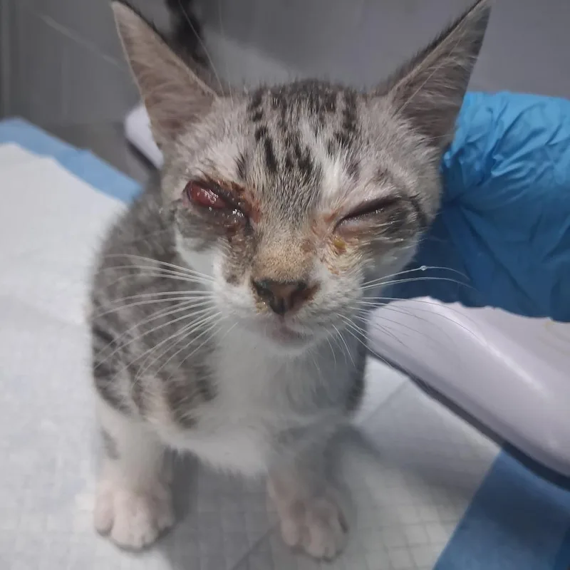 A baby small-sized male Gray / Blue / Silver Domestic Short Hair cat named Schmidt for adoption in Summerville, SC