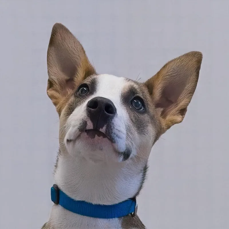 A baby medium-sized female Brown / Chocolate Mixed Breed dog named Sunny for adoption in South Elgin, IL