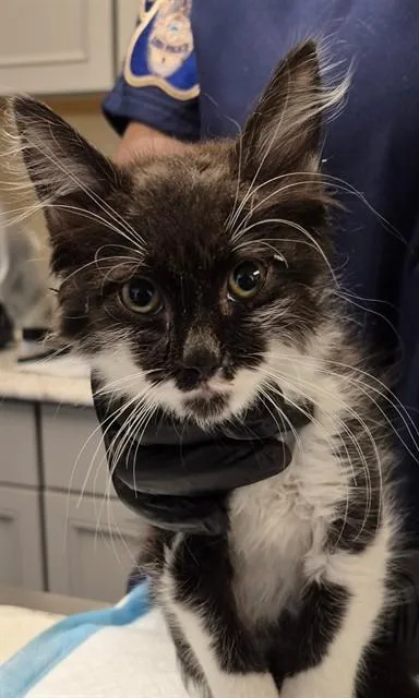 A baby small-sized female Domestic Medium Hair cat named Blossom for adoption in Lodi, CA