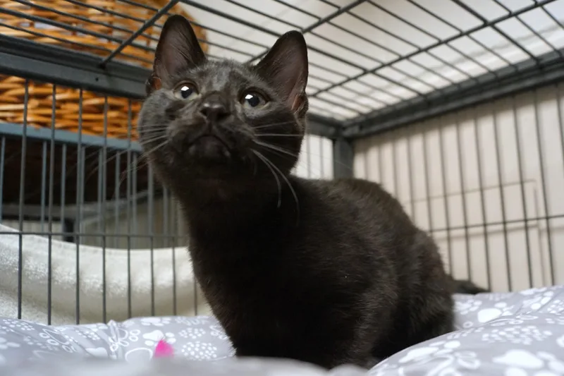 A baby medium-sized male Black Domestic Short Hair cat named Luka for adoption in New Milford, CT
