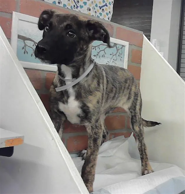 A baby small-sized female Labrador Retriever dog named Molly for adoption in Houston, TX