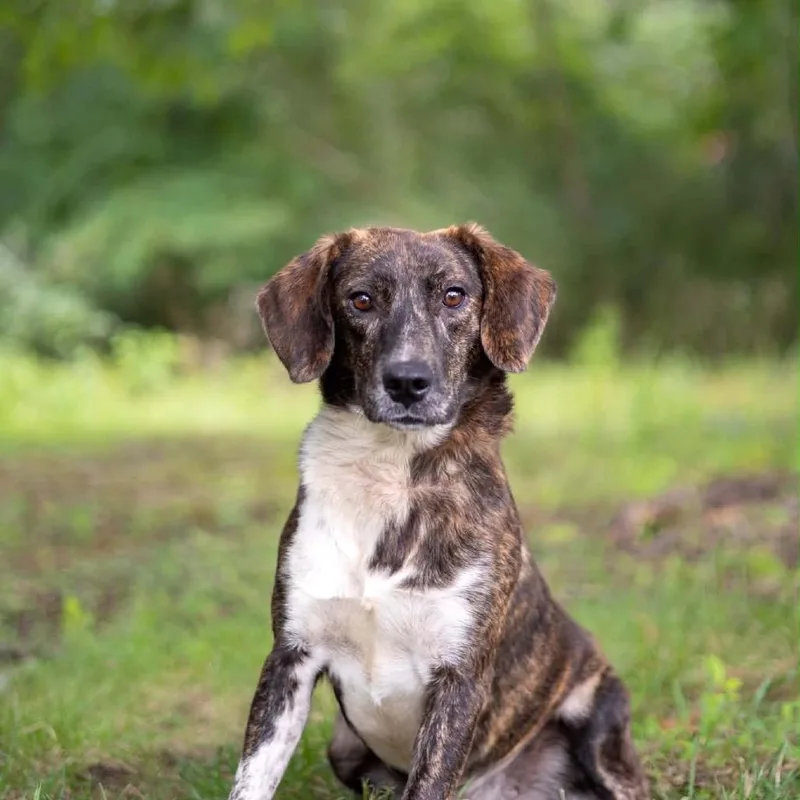 An adult medium-sized female Plott Hound dog named Sugar for adoption in Washington, DC