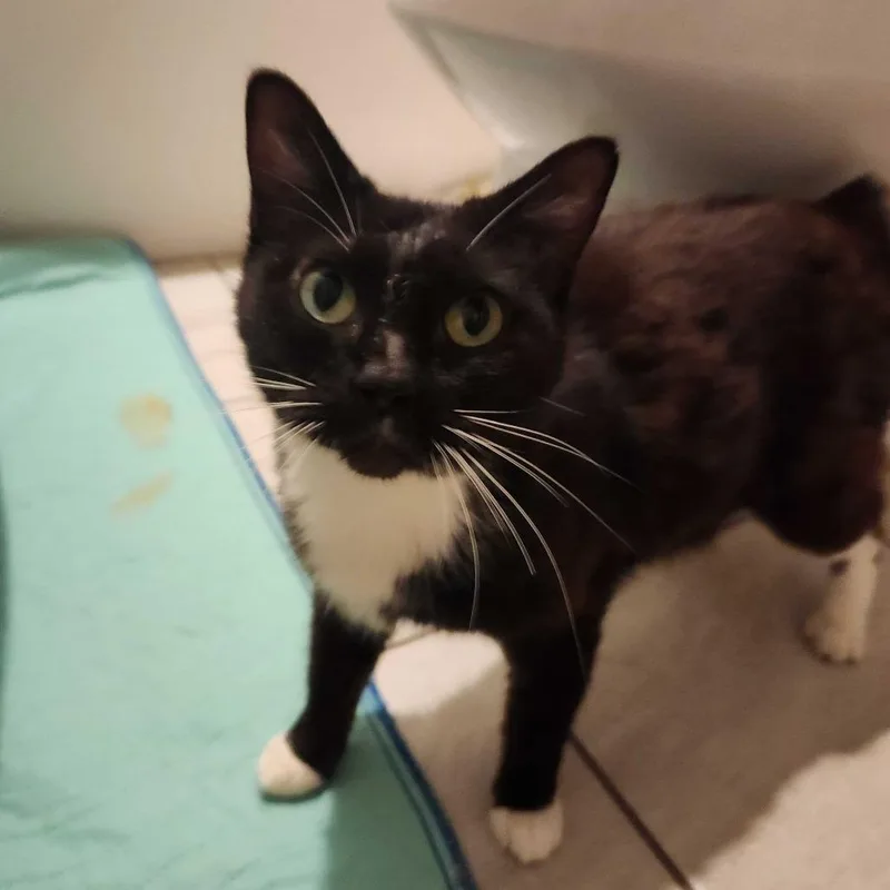 A young small-sized female Torbie Domestic Short Hair cat named Amazing Grace for adoption in Valdosta , GA